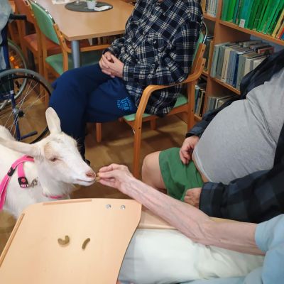 Návštěva zvířátek z farmy