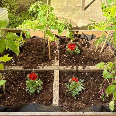 Zahradničení - sázení rajčat