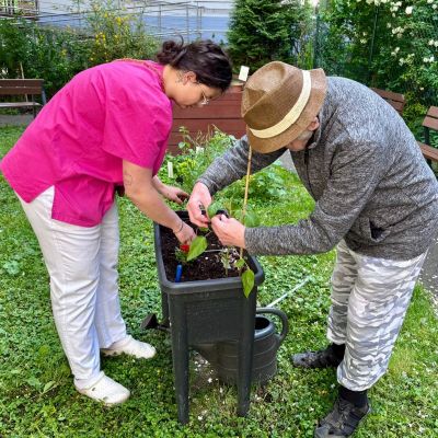 Zahradničení - sázení rajčat