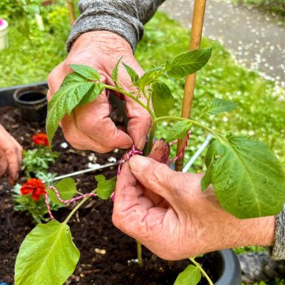 Zahradničení - sázení rajčat