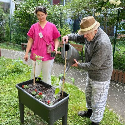 Zahradničení - sázení rajčat