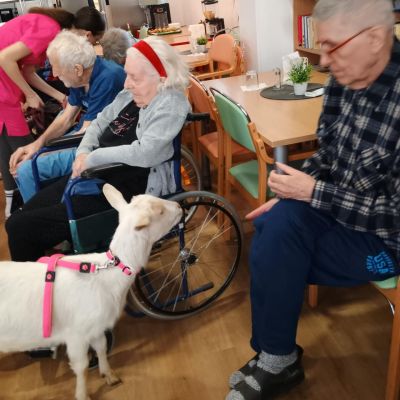 Návštěva zvířátek z farmy